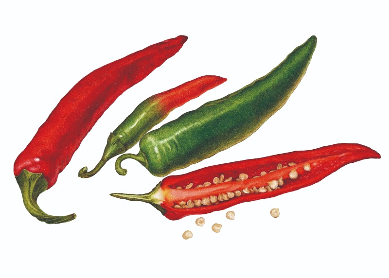 Chili, the Heat Behind the Taste of Korean Food